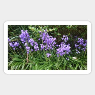 Bluebells on green Sticker